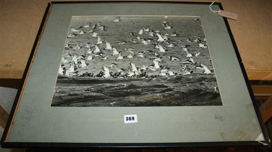 HRH the Duke of Edinburgh - photograph, Oyster Catchers, signed Philip on mount